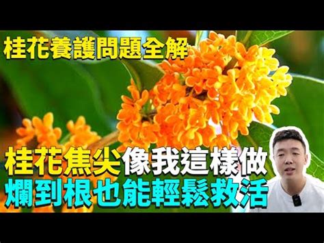 桂花種不活|桂花树一年了，连长都不长，半死不活的，是什么原因？该怎么。